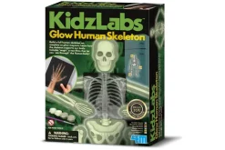 Kidzlabs | Human Science | Lichtgevend Menselijk Skelet