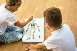 Kidzlabs | Human Science | Lichtgevend Menselijk Skelet