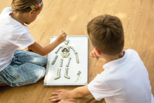 Kidzlabs | Human Science | Lichtgevend Menselijk Skelet
